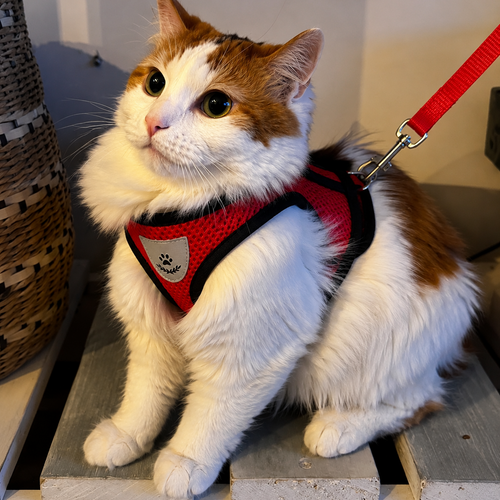 Arnés Ajustable con Correa para Perros y Gatos | Transpirable y Reflectante